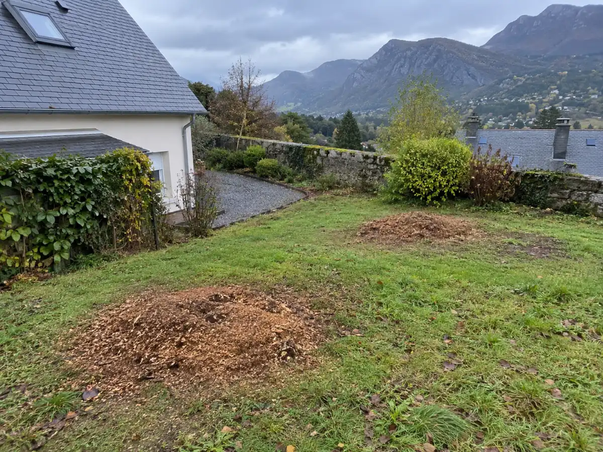 Pelouse sans souche, après dessouchage