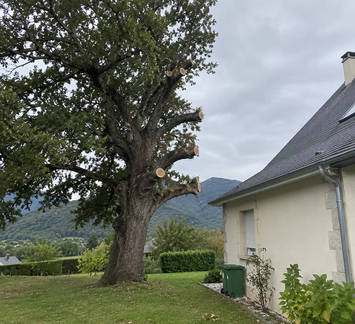 Le même arbre allégé, toit dégagé, après élagage