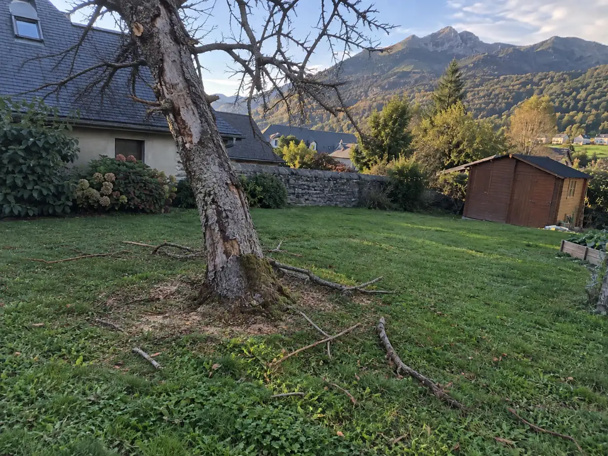 Arbre mort penché près d'une maison, avant abattage