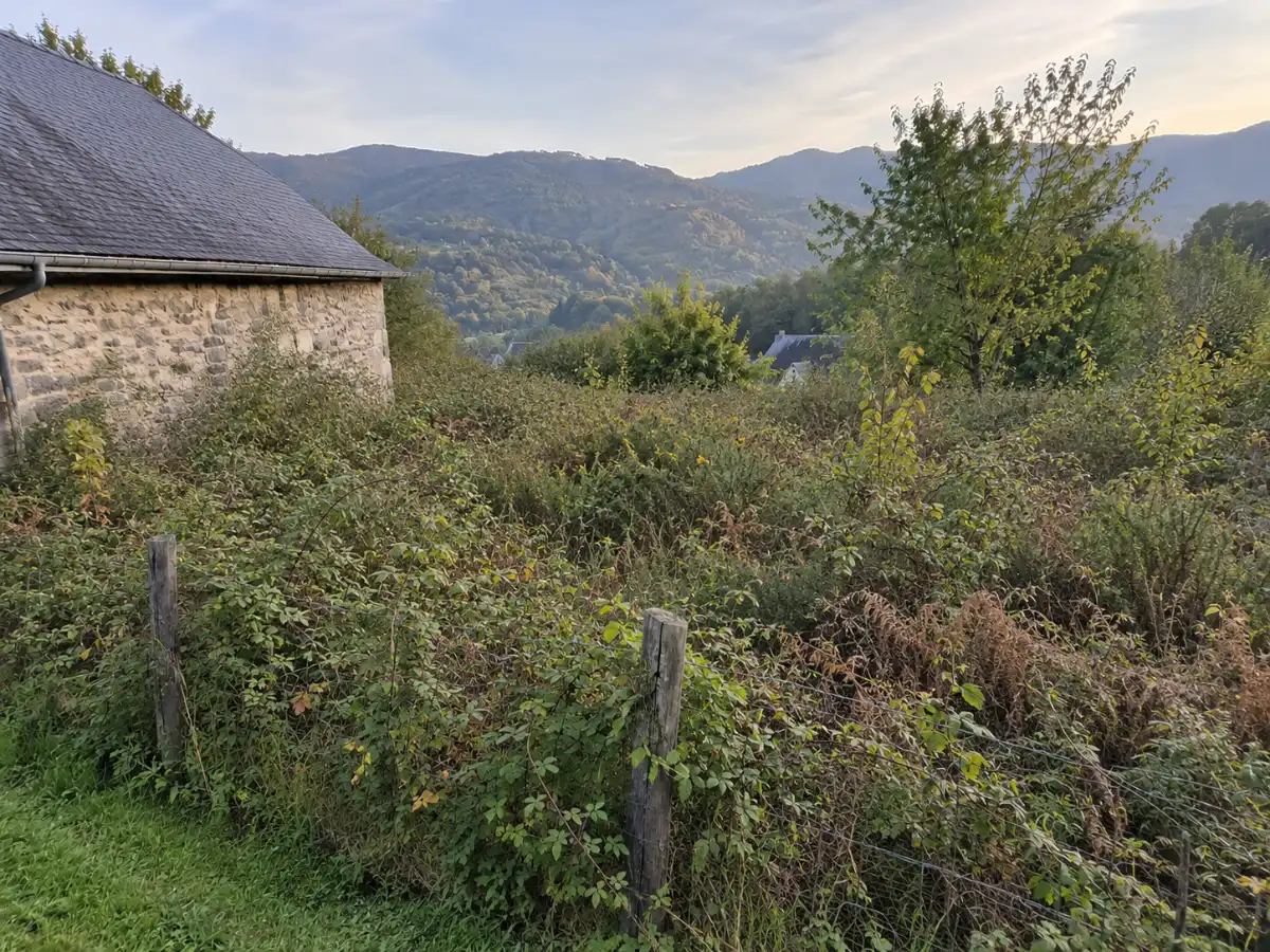 Terrain envahi de ronces, avant débroussaillage